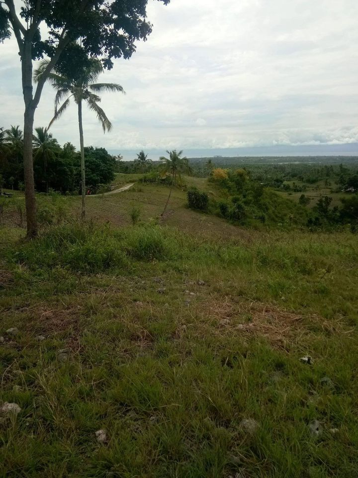 alcantara properties -04