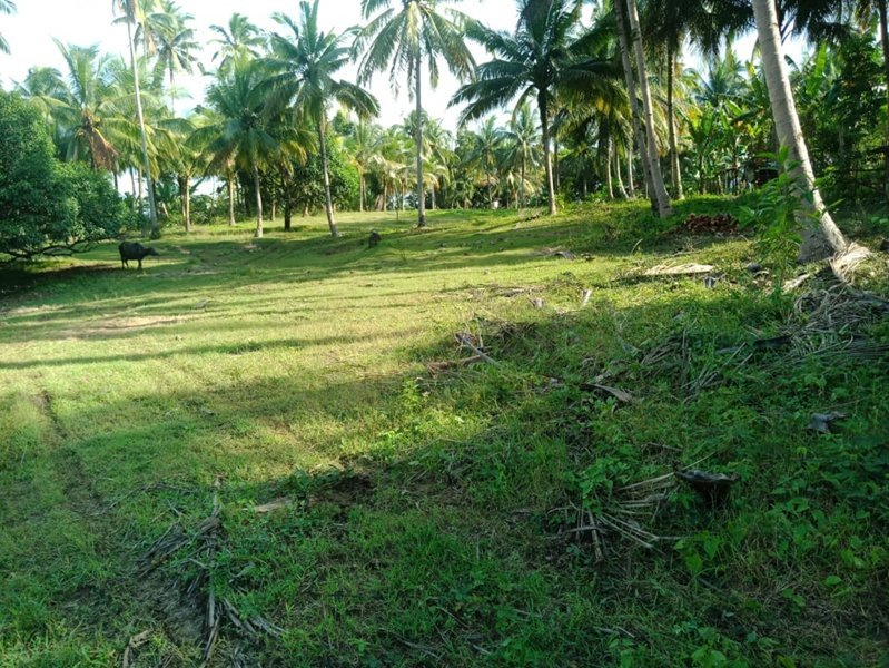 land properties for sale in aloguinsan cebu - 01