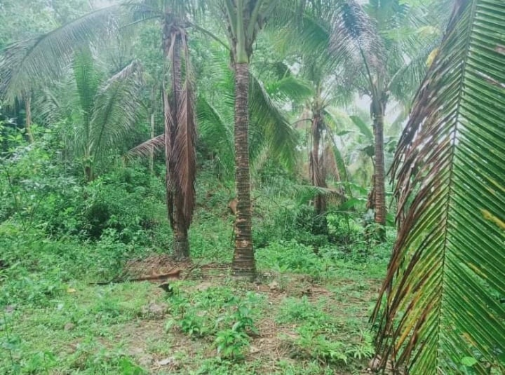 asturias cebu properties -07