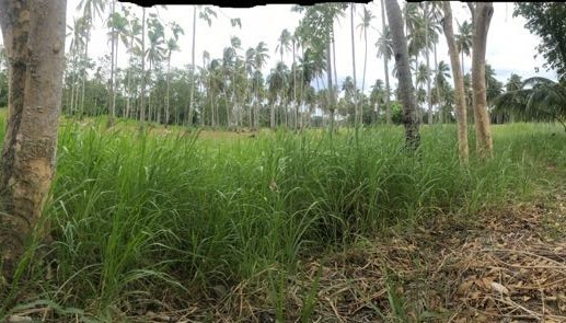 balamban properties -02