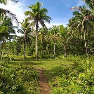 100/sqm Land for Sale - Balilihan Bohol Philippines