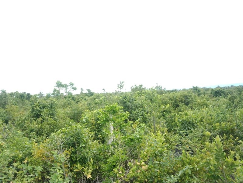 moalboal beach lot for sale -04