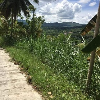 200/sqm Lot for Sale - Manlapay, Dumanjug, Cebu