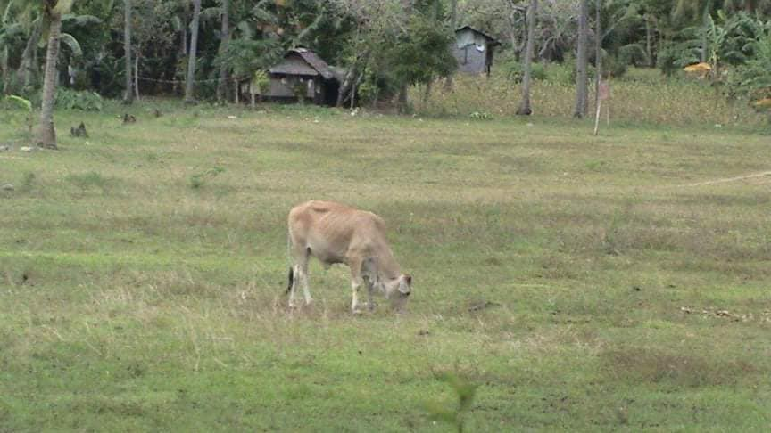 land properties for sale in hiway borbon cebu - 02
