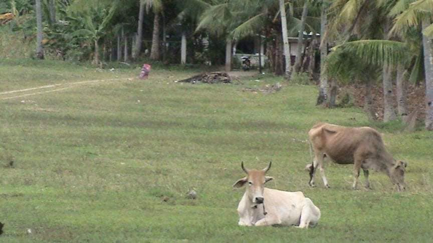 land properties for sale in hiway borbon cebu - 03