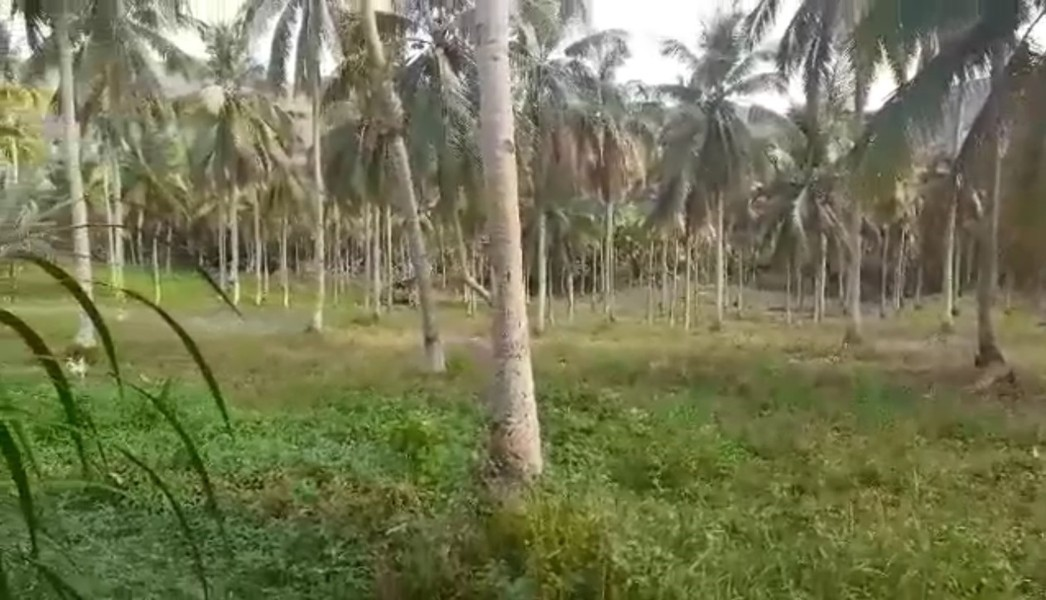 bulak -01