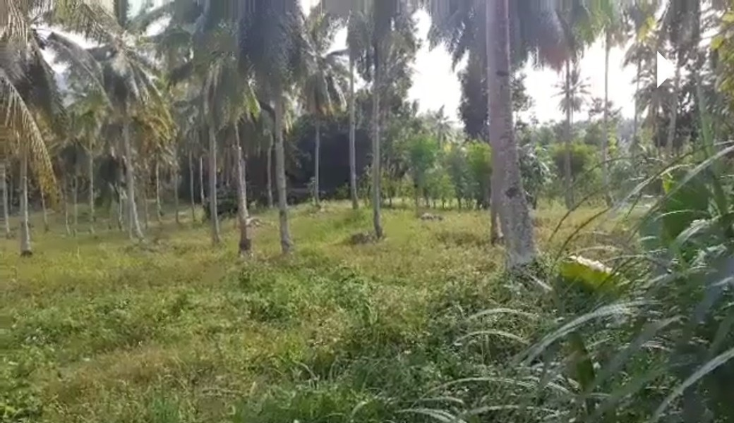 bulak -04