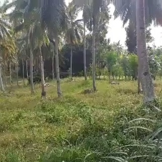 200/sqm Land for Sale - Bulak, Dumanjug, Cebu