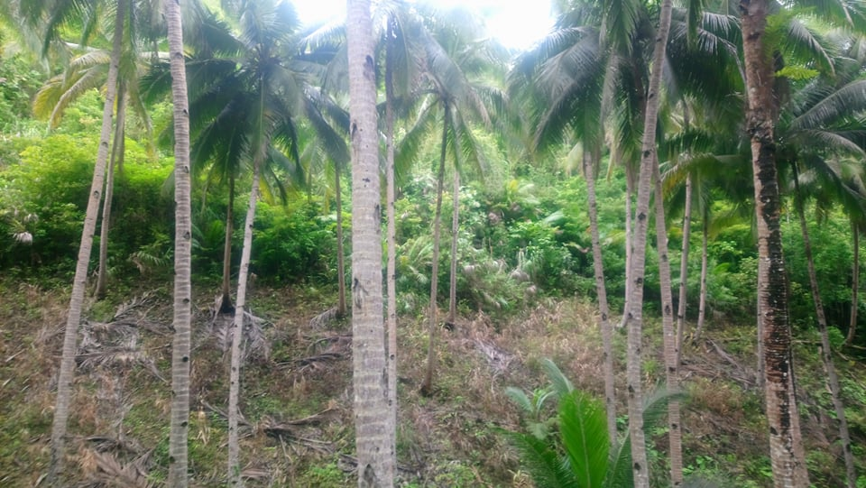 cheap lot bohol -10