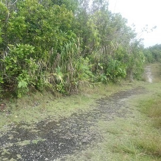 70/sqm Land for Sale - Loon, Bohol, Philippines