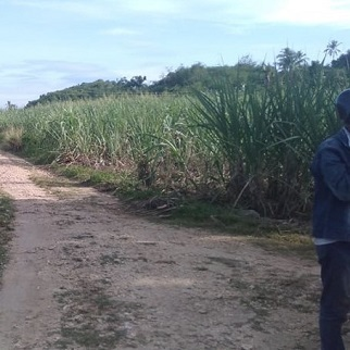 150/sqm Cheap Lot for Sale - Medellin, Cebu, Philippines