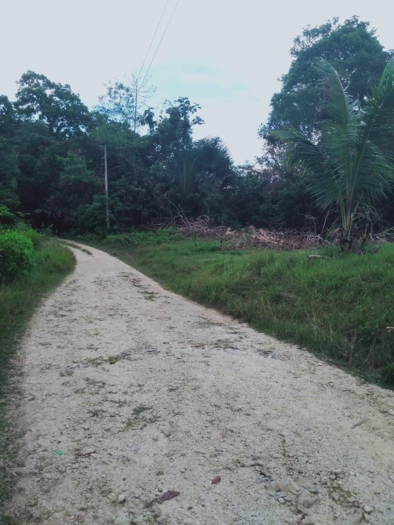corella land -01