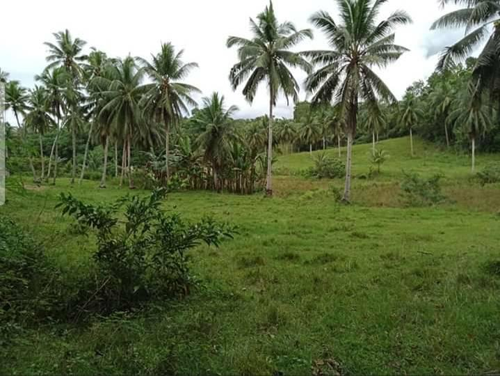 corella land -04