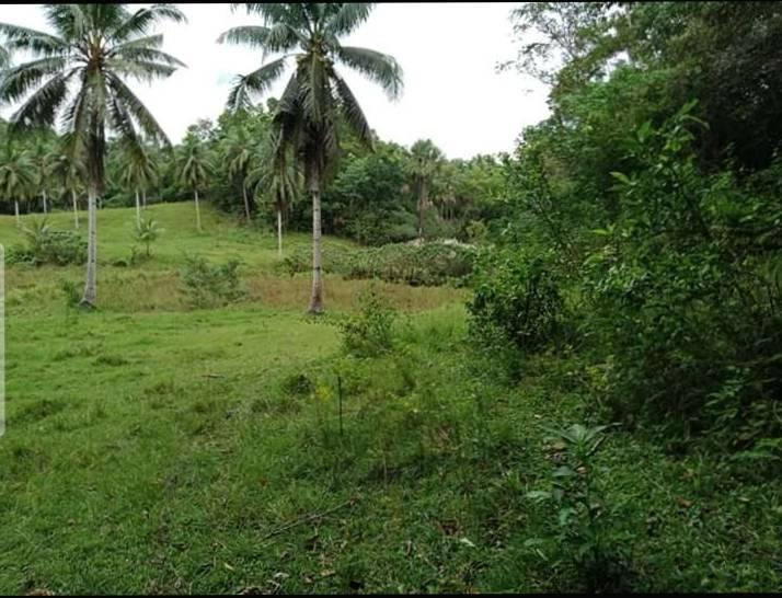 corella land -05