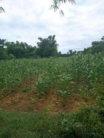 land properties for sale in daanbantayan cebu - 01