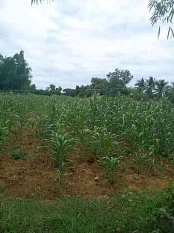 land properties for sale in daanbantayan cebu - 02