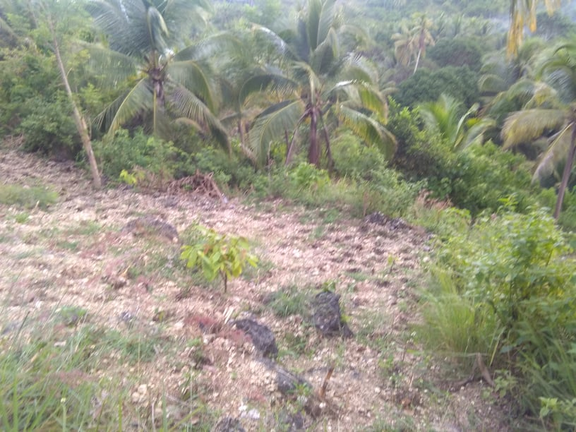 dalaguete lot for sale -05