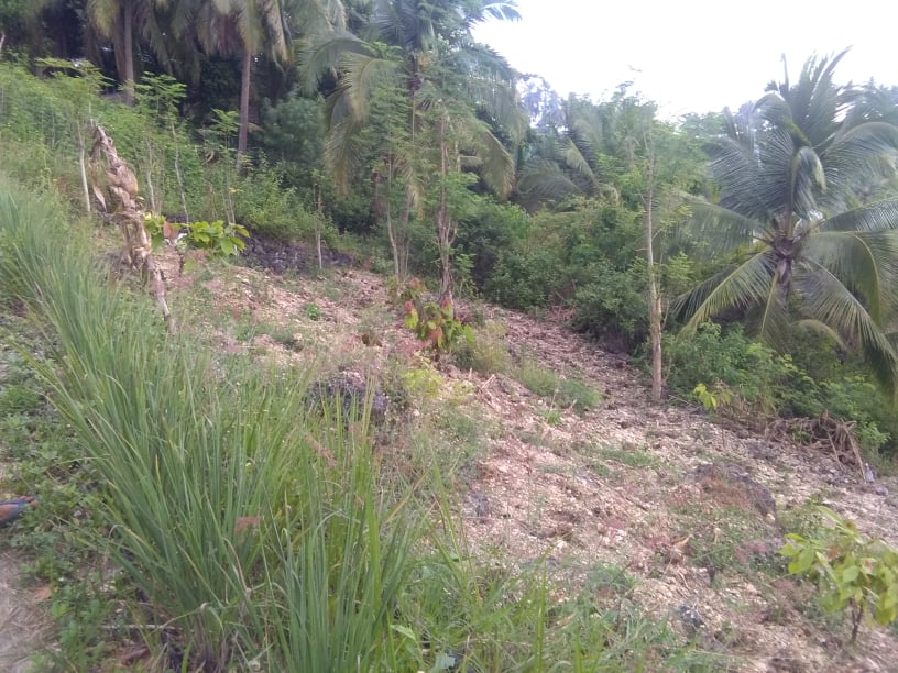 dalaguete lot for sale -07