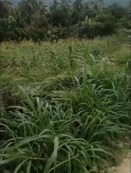 doldol -08