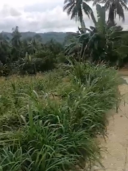 doldol -10