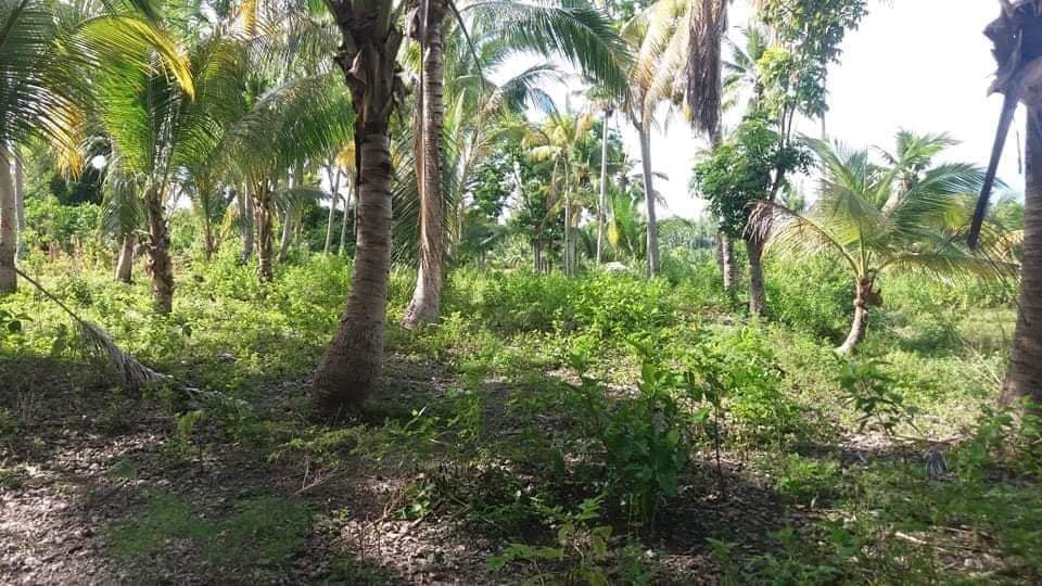 properties for sale in palanas ginatilan cebu - 04