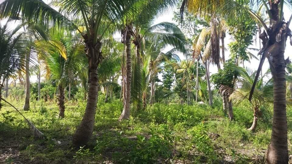 properties for sale in palanas ginatilan cebu - 05