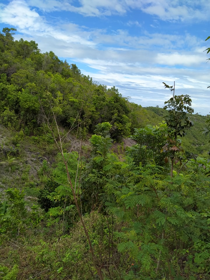 properties for sale in palanas ginatilan cebu - 06