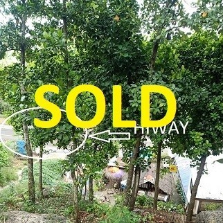 Along Hiway Lot for Sale - Catmondaan, Catmon, Cebu