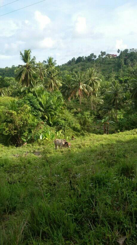 ilihan -06