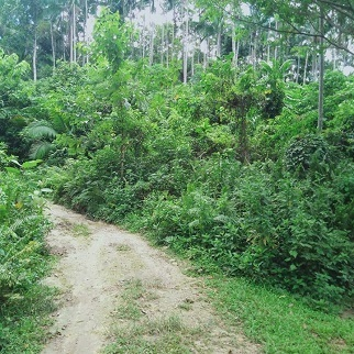 250/sqm Properties for Sale - Corella, Bohol, Philippines
