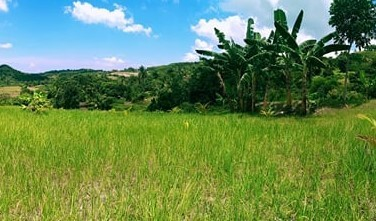 landahan -03
