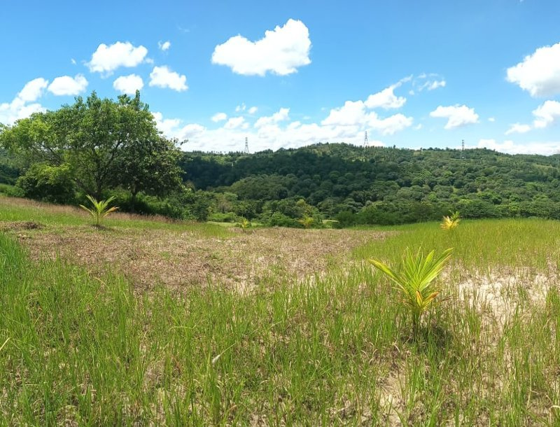 landahan -04