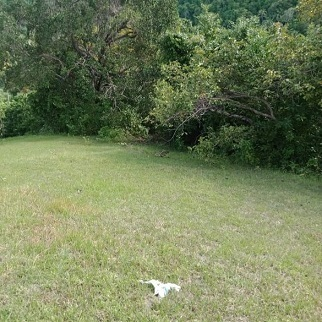 140/sqm Land for Sale - Legaspi, Alegria, Cebu