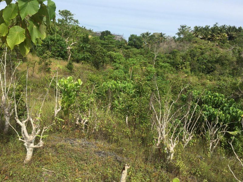libertad 2 hectare -02