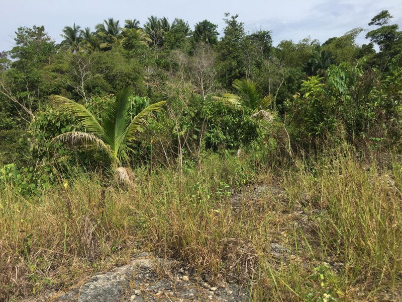 libertad 2 hectare -03