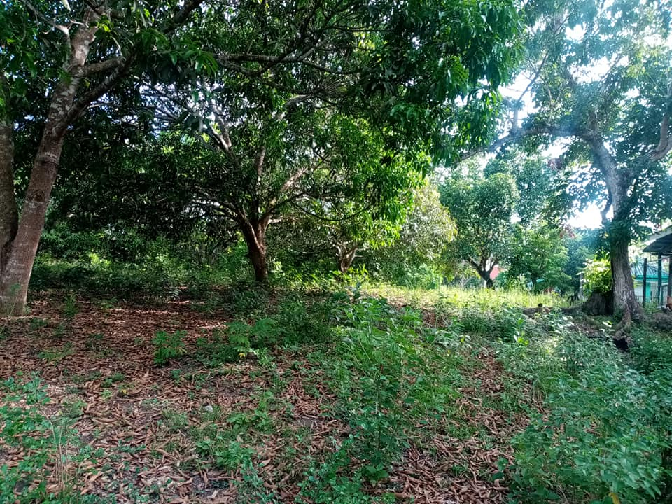 lot for sale in tagbilaran -04