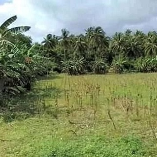 220/sqm Land for Sale - Magcagong, Sibonga, Cebu