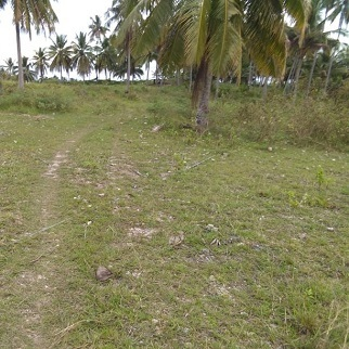 300/sqm Lot Properties - Mananggal, Dalaguete for sale in Cebu, Philippines