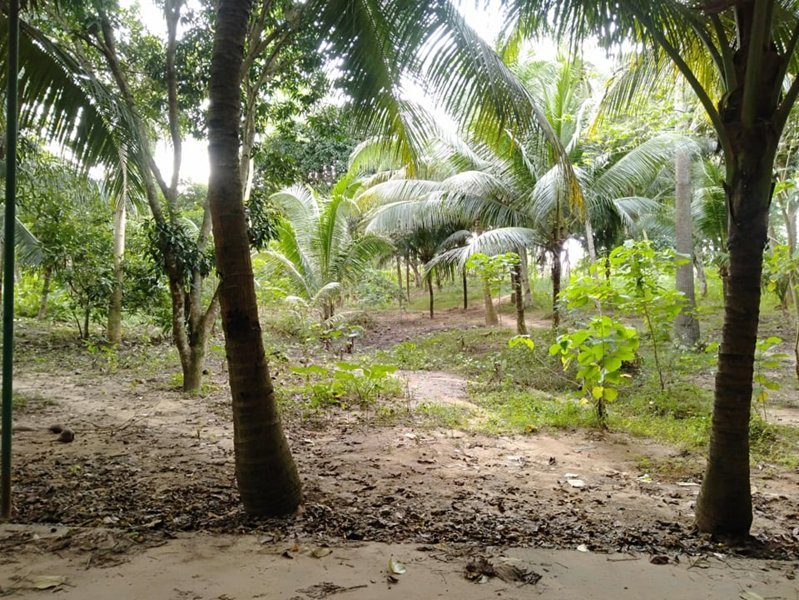 mangoto -01