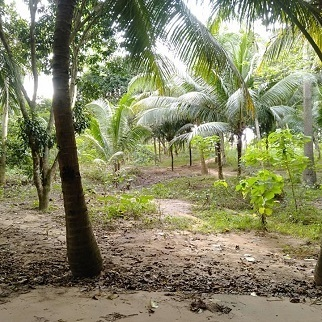 1700/sqm Land for Sale - Mangoto, Pinamungajan