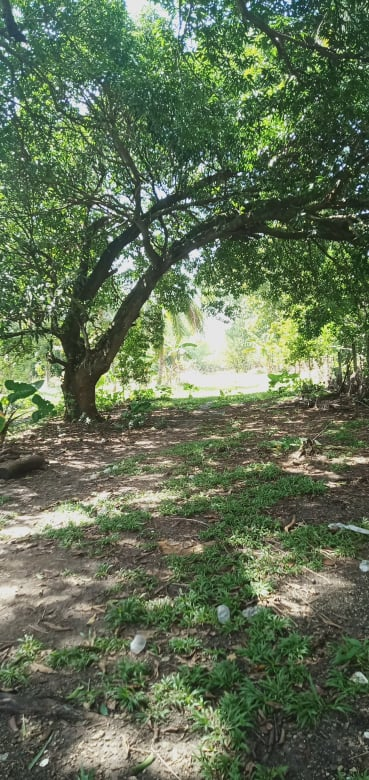 moalboal real estate -02
