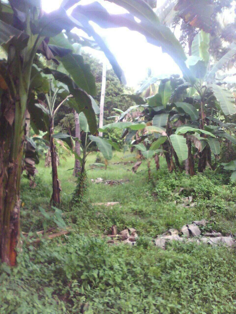 mountain argao -07
