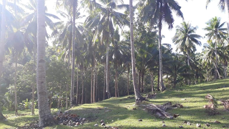 mountain sibonga -03