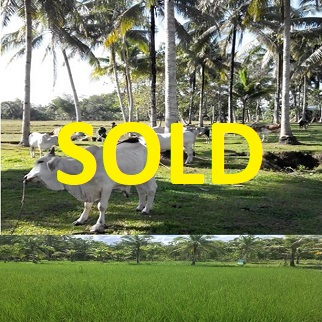 Ranch for Sale + 40 Cows - Antequera, Bohol, Philippines