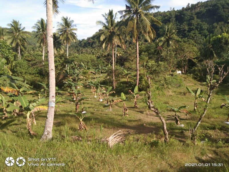 land properties for sale in sibonga cebu - 02