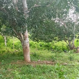 Lot Properties for Sale - Songculan, Dauis, Bohol