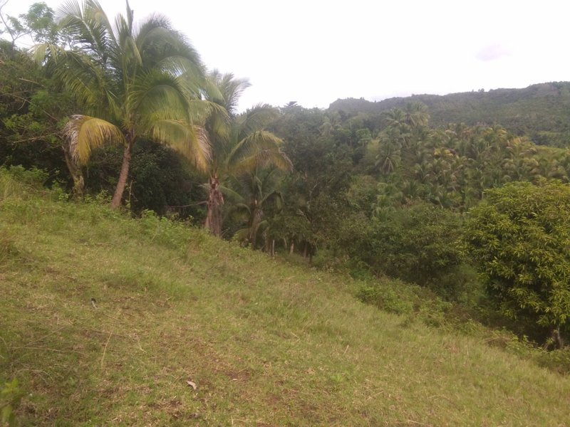 tabili -21