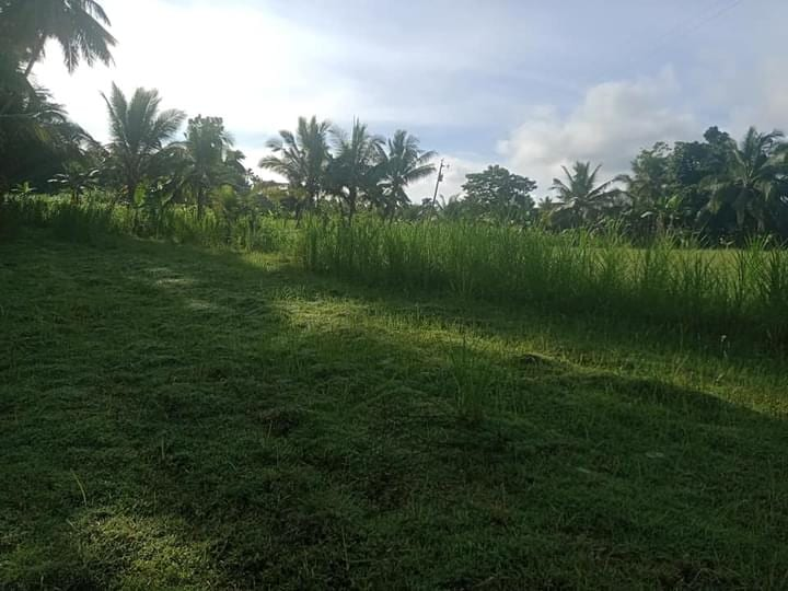 tubod -04