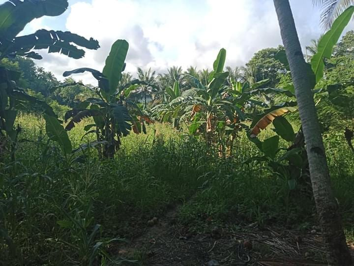tubod -06