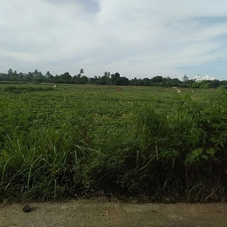 2,500/sqm Land for Sale - Tuyom, Carcar City, Cebu